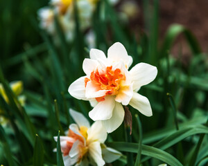 Bright creamy white and orange center daffodil with bokeh background.
