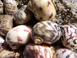 Closeup of seashells with a variety of colors and patterns