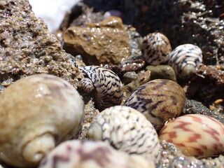Seashell with intricate patterns focused in center surrounded by out of focus seashells