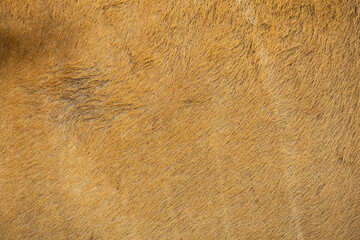 Pelaje siervo. Con textura. Píel siervo.