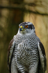View of hawk. Portrait of northern goshawk; Accipiter gentilis; in dark green forest. Wildlife from summer nature. Wild bird of prey in habitat. Closeup of gentle raptor with beautiful orange eyes.