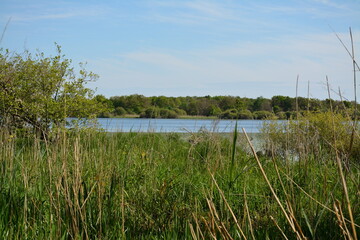 Bouaye - Nature aquatique du Lac de Grand-Lieu