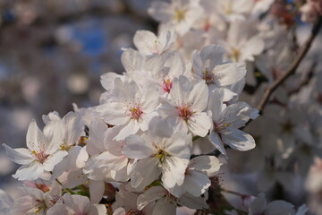 White flowers tree blossom macro, selective focus. Spring blossom, tree branches in white flowers, blooming fruit plants. White Cherry blossoms.