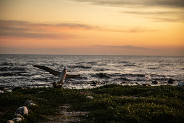 Bird Sunset at the Abrolhos archipelago in Bahia, Brazil