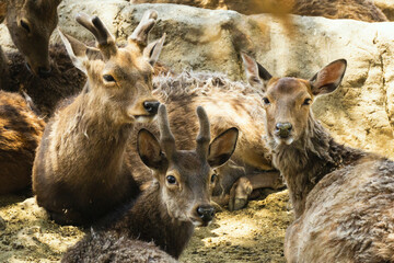 ciervos. Retrato ciervos.