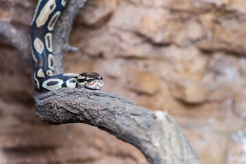 A picture of a snake