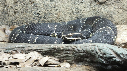 Retrato de serpiente