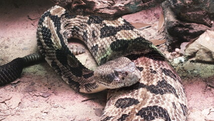 Serpiente posando