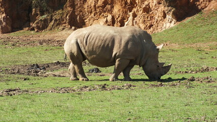 Perfil de rinoceronte