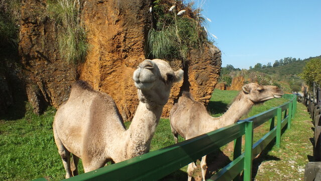 Camello posando