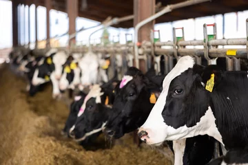 Poster Herd of dairy cow in cowshed eating forage fodder. © JackF