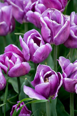 lavender tulips in a  springtime garden