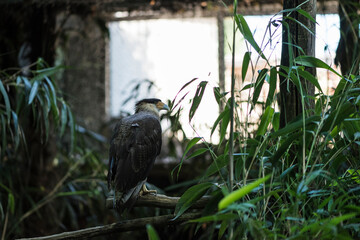 A picture of an hawk