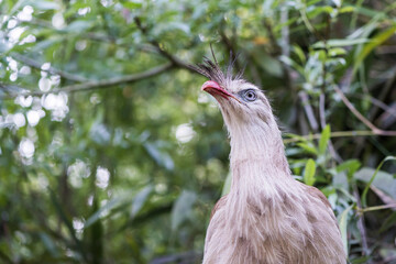 A picture of a cariama cristata