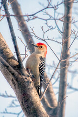 red bellied woodpecker  looking for bugs in a tree in Michigan USA