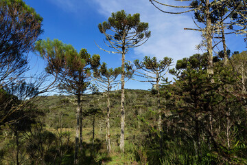 Araucarias forest in southern Brazil.
