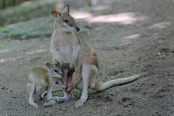 An Eastern hare wallaby mother is looking for food while holding her baby in a pouch on her belly. This marsupial has the scientific name Lagorchestes leporides.  © I Wayan Sumatika