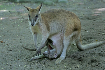 An Eastern hare wallaby mother is looking for food while holding her baby in a pouch on her belly. This marsupial has the scientific name Lagorchestes leporides.  © I Wayan Sumatika