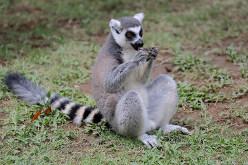 Naklejka na ściany i meble A ring tailed lemur is eating its favorite fruit. This mammal with a natural habitat in Madagascar has the scientific name Lemur catta. 