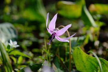 春を告げる「カタクリ」の花