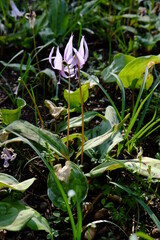 春を告げる「カタクリ」の花