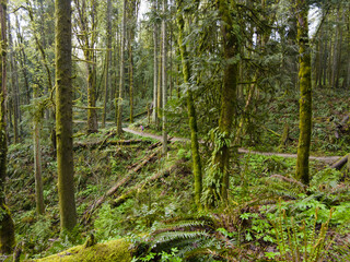 A tangle of moss-covered trees, ferns, and other vegetation grows wild in Forest Park in Northwest...