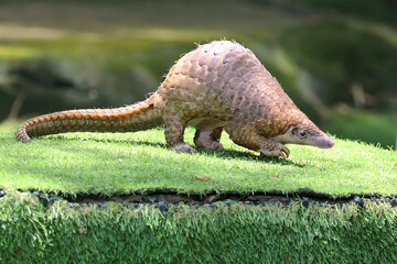 A pangolin is foraging on a rock overgrown with moss. This scaly mammal has the scientific name...