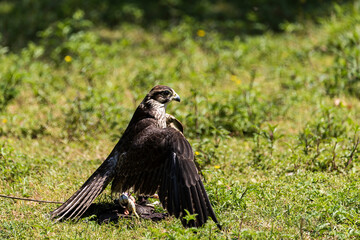 A picture of an hawk