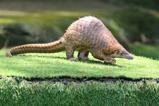 A pangolin is foraging on a rock overgrown with moss. This scaly mammal has the scientific name Manis javanica.