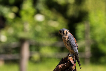 A picture of an hawk
