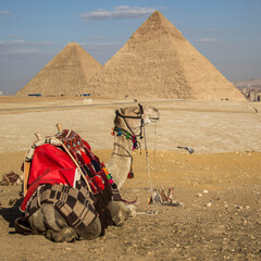 camels in the desert