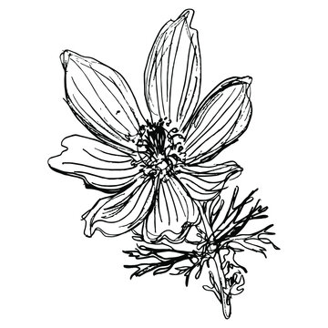 recommend clip art: Blooming branch of Eastern pasqueflower. Pulsatilla vulgaris. Hand drawn linear doodle rough sketch. Black silhouette on white background.