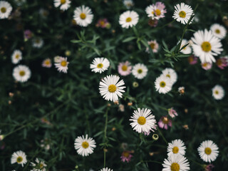 Obraz premium latin american fleabane