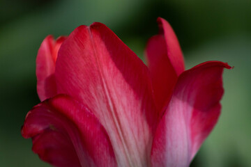 Abstract Close Up Pink Tulip Flower