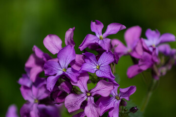 Close Up Purple Flower Blossoms