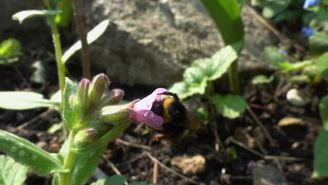 White tailed Bumblebee visiting a pulmonaria flower in Spring. Slow motion