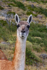 Fototapeta premium Guanaco llama species in chiean Patagonia in national park Torres del Paine