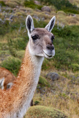 Guanaco llama species in chiean Patagonia in national park Torres del Paine