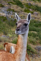 Guanaco llama species in chiean Patagonia in national park Torres del Paine