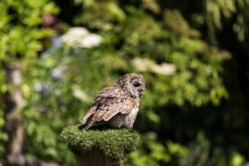 A picture of a owl