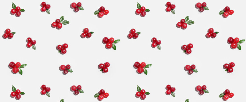 Many ripe lingonberries on white background. Pattern for design