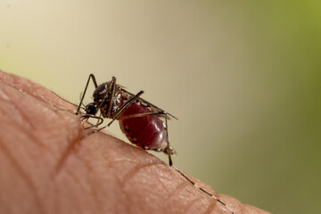 Aedes aegypti Mosquito. Super macro close up a Mosquito sucking human blood,