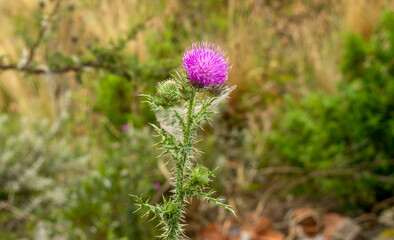 flower in the field