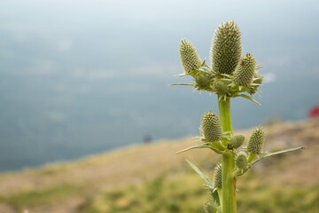 Cactus in the mountains.