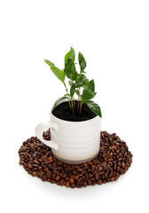 Coffee tree in cup and beans on white background