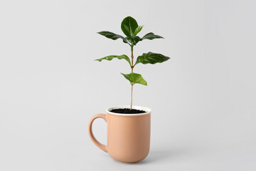 Coffee tree in cup isolated on white background