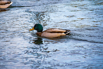 duck in the water