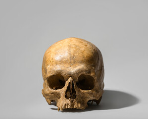 Human skull on grey background