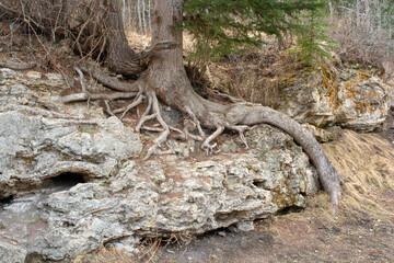 Tree Roots Growing Over Rocks in Nature Park