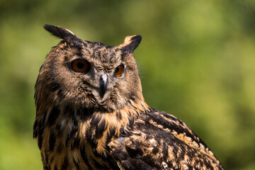 A picture of a owl